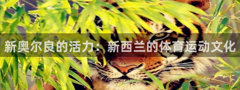 球友体育NBA直播：新奥尔良的活力：新西兰的体育运动文化